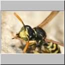 Polistes dominula - Haus-Feldwespe m07a.jpg